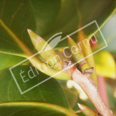 Camellia japonica bourgeon