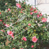 Camellia japonica entier fleuri 2