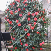 Camellia japonica entier fleuri