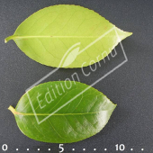 Camellia japonica feuille CM