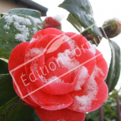 Camellia japonica fleur neige