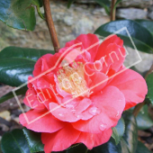 Camellia japonica fleur
