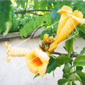 Campsis radicans  fleur jaune