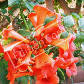 Campsis radicans fleur