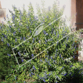 Caryopteris x clandonensis entier grand fleuri