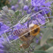 Caryopteris x clandonensis fleur bourdon