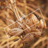 Caryopteris x clandonensis fruit