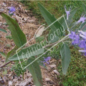 Caryopteris x clandonensis rameau