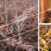 Chaenomeles X superba 3 photos hiver