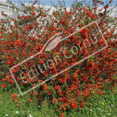 Chaenomeles X superba entier fleuri