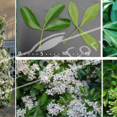 Choysia ternata 5 photos