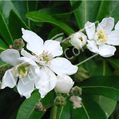 Choysia ternata fleur détail