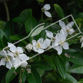 Choysia ternata fleur