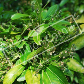 Choysia ternata fruit