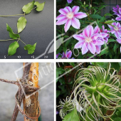 Clematis X 4 photos