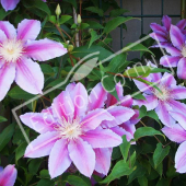 Clematis X fleur