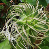 Clematis X fruit