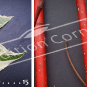 Cornus alba ‘Elegantissima’ 2 photos détail bois