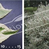 Cornus alba ‘Elegantissima’ 2 photos entier été