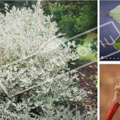 Cornus alba ‘Elegantissima’ 3 photos