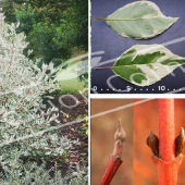 Cornus alba ‘Elegantissima’ 5 photos