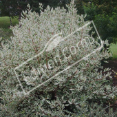 Cornus alba ‘Elegantissima’ entier été