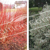 Cornus alba ‘Elegantissima’ entier 2 photos