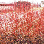 Cornus alba ‘Elegantissima’ entier hiver