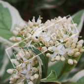 Cornus alba ‘Elegantissima’ fleur