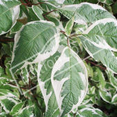 Cornus alba ‘Elegantissima’ rameau feuille