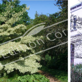 Cornus controversa ‘Variegata’ 2 photos entier été hiver