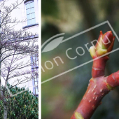 Cornus controversa ‘Variegata’ 2 photos hiver bourgeon