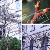 Cornus controversa ‘Variegata’ 3 photos hiver