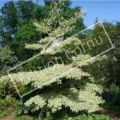 Cornus controversa ‘Variegata’ entier été