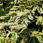 Cornus controversa ‘Variegata’ fleur