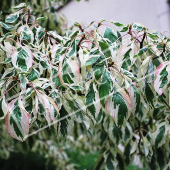 Cornus controversa ‘Variegata’ rameau