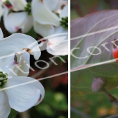 Cornus florida 2 photos fleur fruit