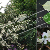 Cornus florida 3 photos feuille