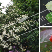 Cornus florida 3 photos fruit