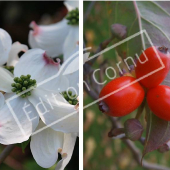 Cornus florida détail fleur fruit
