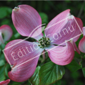 Cornus florida fleur rose
