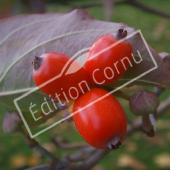 Cornus florida fruit