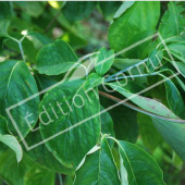 Cornus florida rameau