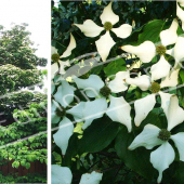 Cornus kousa 2 photos entier fleur rameau fleur