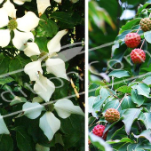 Cornus kousa 2 photos rameau fleur fruit