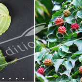 Cornus kousa 2 photos rameau fruit