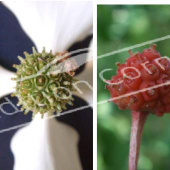 Cornus kousa détail fleur fruit