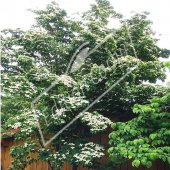 Cornus kousa entier fleuri