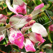 Cornus kousa fleur