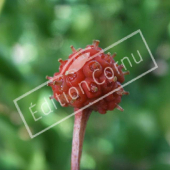 Cornus kousa fruit